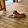 dog, puppy, porch, wooden_floor, outdoor, grass, plant_pot, greenery, pet, animal, relaxed, daytime, canine, young_dog, nature, home, residential_area, looking, resting, wood