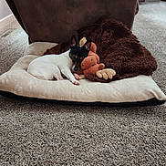 Bella is registered to the contest to win money with this photo: dog, small_dog, pet_bed, plush_toy, brown_blanket, carpet, recliner_chair, living_room, cozy, resting, sleeping, indoor, furniture, animal, fur, paw_prints, toy, relaxing, cute, snuggling