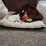 dog, small_dog, pet_bed, plush_toy, brown_blanket, carpet, recliner_chair, living_room, cozy, resting, sleeping, indoor, furniture, animal, fur, paw_prints, toy, relaxing, cute, snuggling