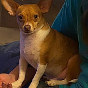 Butterball joined the competition — help win amazing prizes! dog, small_dog, pet, brown_dog, white_paws, ears, sitting, indoor, couch, person, lap, casual_clothing, jeans, hand, curious_look, close_up, animal, companion, home, relaxed