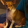 dog, small_dog, pet, brown_dog, white_paws, ears, sitting, indoor, couch, person, lap, casual_clothing, jeans, hand, curious_look, close_up, animal, companion, home, relaxed