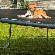 Boots is registered to the contest to win money with this photo: dog, trampoline, outdoor, sunlight, grass, yard, relaxing, pet, brown_dog, small_dog, daytime, nature, wall, door, shadow, animal, resting, ears, canine, leisure