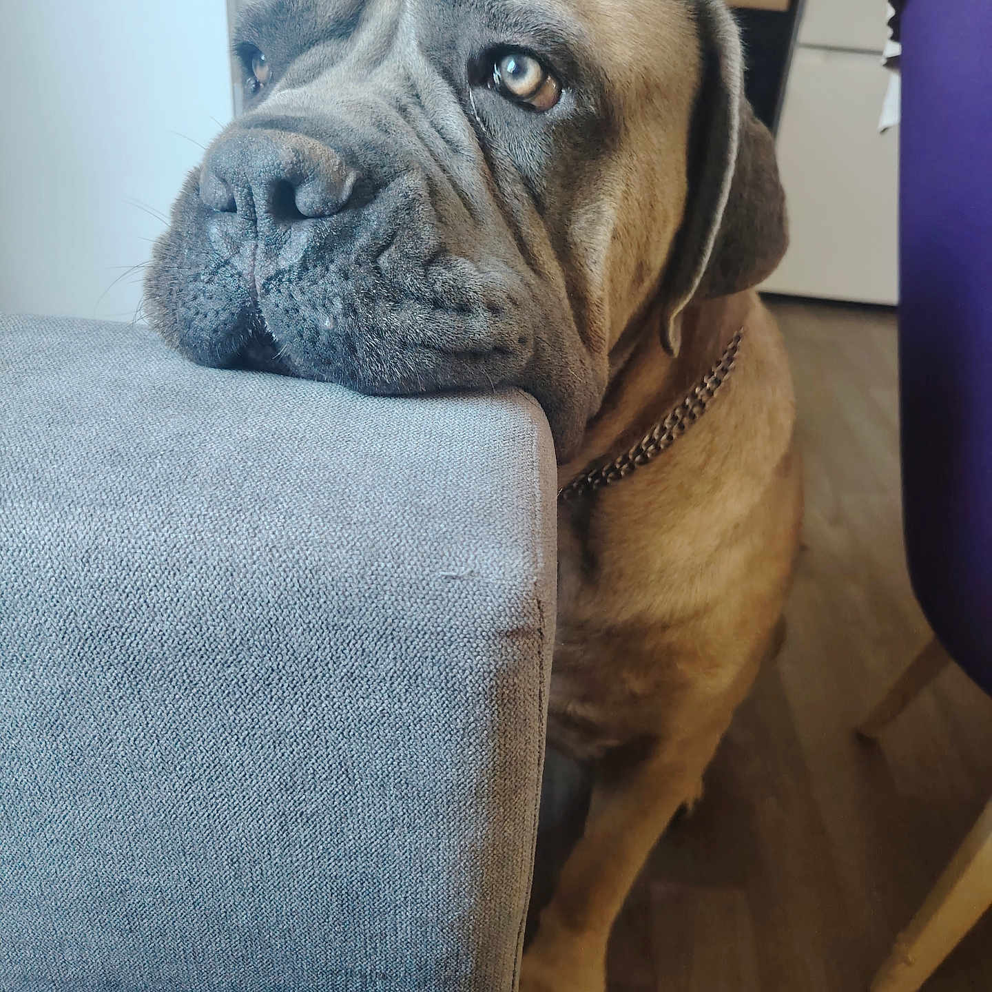 Urion a rejoint le concours — aidez-le/la à gagner de superbes lots ! dog, mastiff, wrinkles, large_dog, brown_fur, droopy_face, soulful_eyes, collar, chain_collar, sitting, indoor, living_room, sofa, couch, furniture, wood_floor, portrait, close_up, pet, gentle_giant