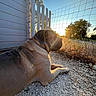 Urion participe au concours pour gagner de l'argent avec cette photo : dog, mastiff, large_dog, wrinkles, collar, lying_down, outdoor, sunset, sunlight, gravel, fence, backyard, house, trees, sky, golden_hour, profile, pet, animal, landscape