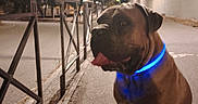 Urion a rejoint le concours — aidez-le/la à gagner de superbes lots ! dog, bullmastiff, large_dog, brown_dog, sitting, pet, animal, blue_collar, glowing_collar, night, outdoor, street, sidewalk, pavement, streetlights, railings, urban, portrait, tongue_out, brown_fur
