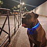 dog, bullmastiff, large_dog, brown_dog, sitting, pet, animal, blue_collar, glowing_collar, night, outdoor, street, sidewalk, pavement, streetlights, railings, urban, portrait, tongue_out, brown_fur