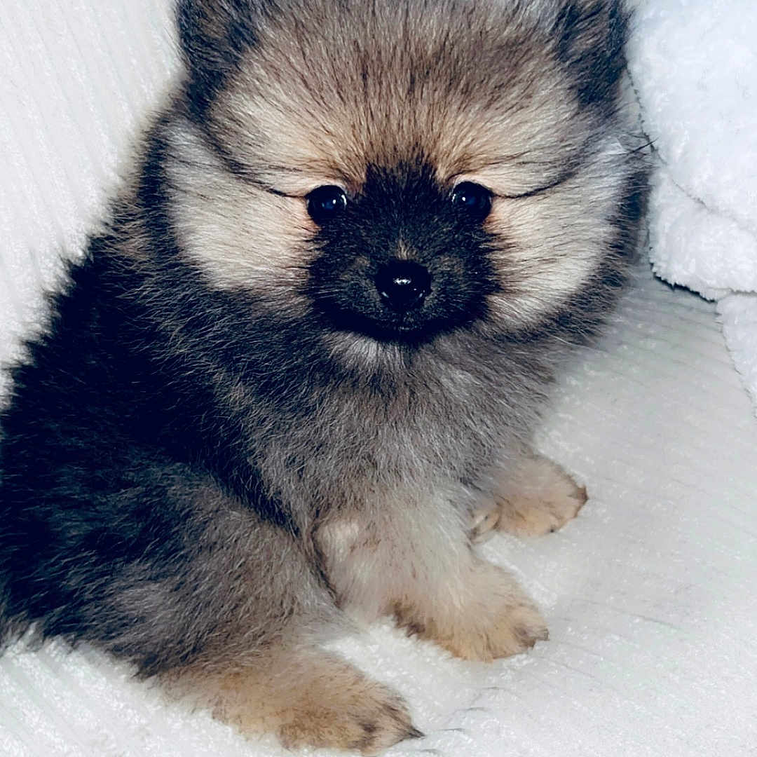 Rio participe au concours pour gagner de l'argent avec cette photo : adorable, animal, companion, cozy, cute, dog, eyes, face, fluffy, fur, indoors, nose, paw, pet, puppy, sitting, small, soft, white_blanket, young