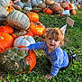 Benji is registered to the contest to win money with this photo: toddler, child, pumpkin, pumpkin_patch, grass, outdoor, fall, autumn, cornstalks, fence, greenery, orange, blue_sweatshirt, crawling, daylight, nature, harvest, cute, curious, seasonal