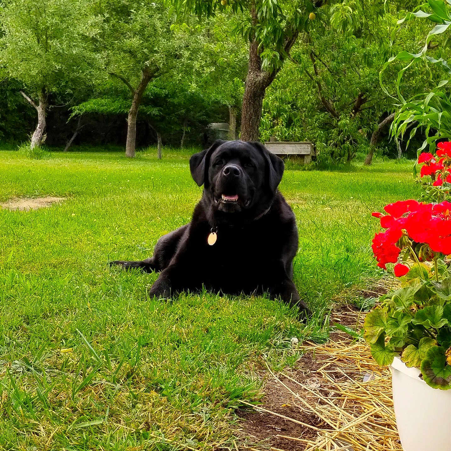 Harley joined the competition — help win amazing prizes! flower, geranium, grass, green, grove, herbal, herbs, jar, land, nature, outdoors, park, plant, planter, pottedplant, pottery, tree, vase, vegetation, woodland