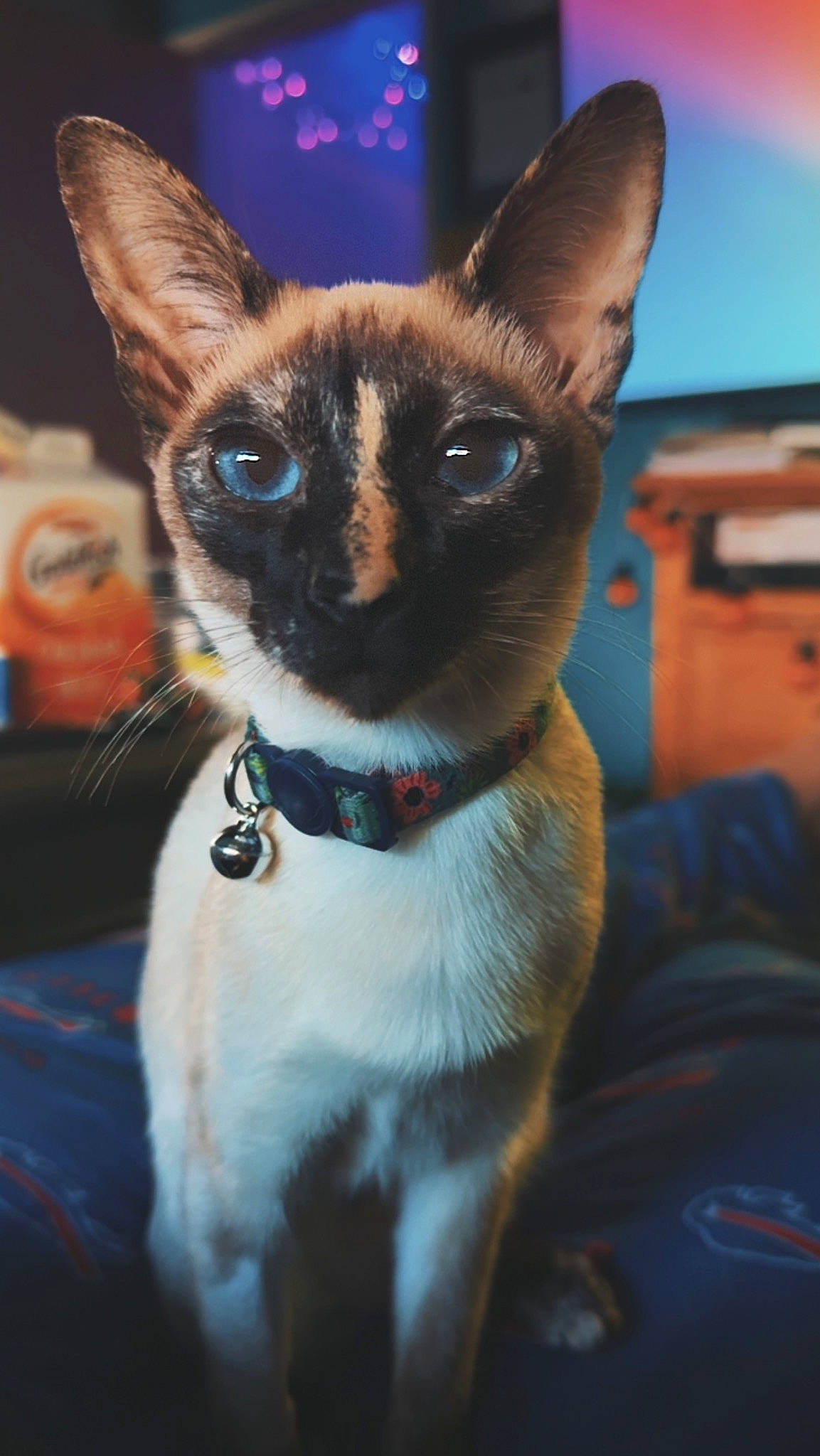 Holly joined the competition — help win amazing prizes! carnivore, cat, collar, companion_dog, dog_breed, electric_blue, fawn, felidae, fur, iris, siamese, small_to_medium_sized_cats, snout, tail, terrestrial_animal, thai, whiskers, wildlife