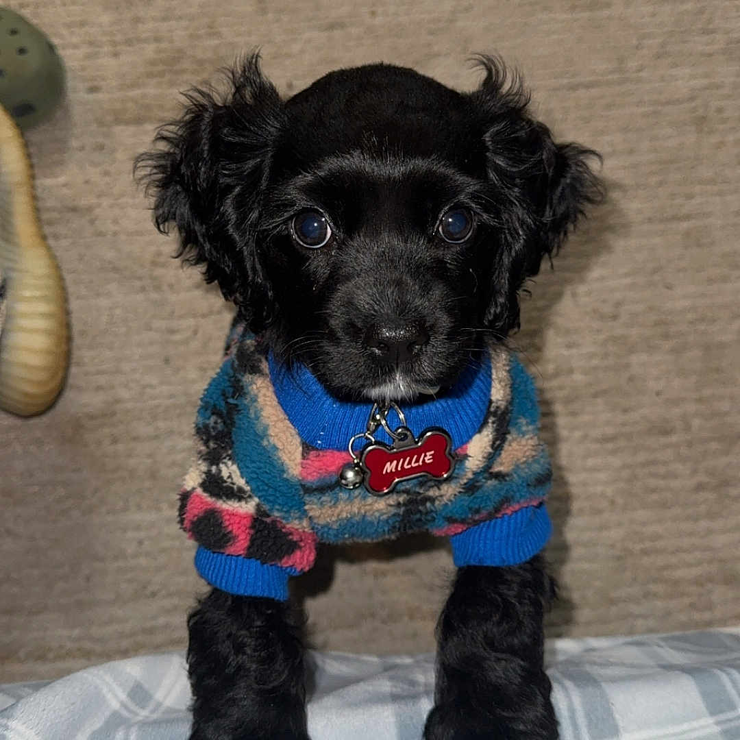 Millie