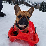 Argus participe au concours pour gagner de l'argent avec cette photo : animal, cold, collar, cute, dog, ears, french_bulldog, fur, leash, mountain, nature, outdoor, pet, pine_trees, playful, puppy, sled, snow, trees, winter