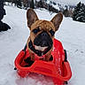 animal, cold, collar, cute, dog, ears, french_bulldog, fur, leash, mountain, nature, outdoor, pet, pine_trees, playful, puppy, sled, snow, trees, winter