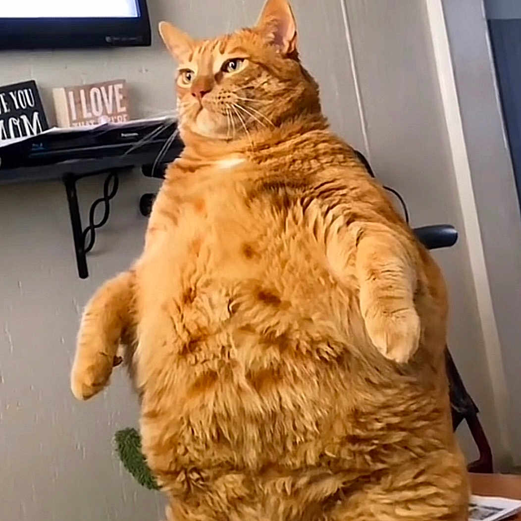 Buddy is registered to the contest to win money with this photo: cat, chubby, clutter, cute, decor, domestic, ears, feline, fur, indoor, orange_tabby, papers, pet, phone, signs, standing, table, tv, wall, whiskers