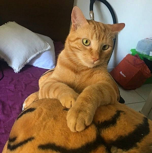 Cacahuète a rejoint le concours — aidez-le/la à gagner de superbes lots ! aegean_cat, american_shorthair, arabian_mau, asian, australian_mist, carnivore, cat, chausie, domestic_short_haired_cat, european_shorthair, eye, fawn, felidae, german_rex, kitten, mammal, small_to_medium_sized_cats, tabby_cat, vertebrate, whiskers