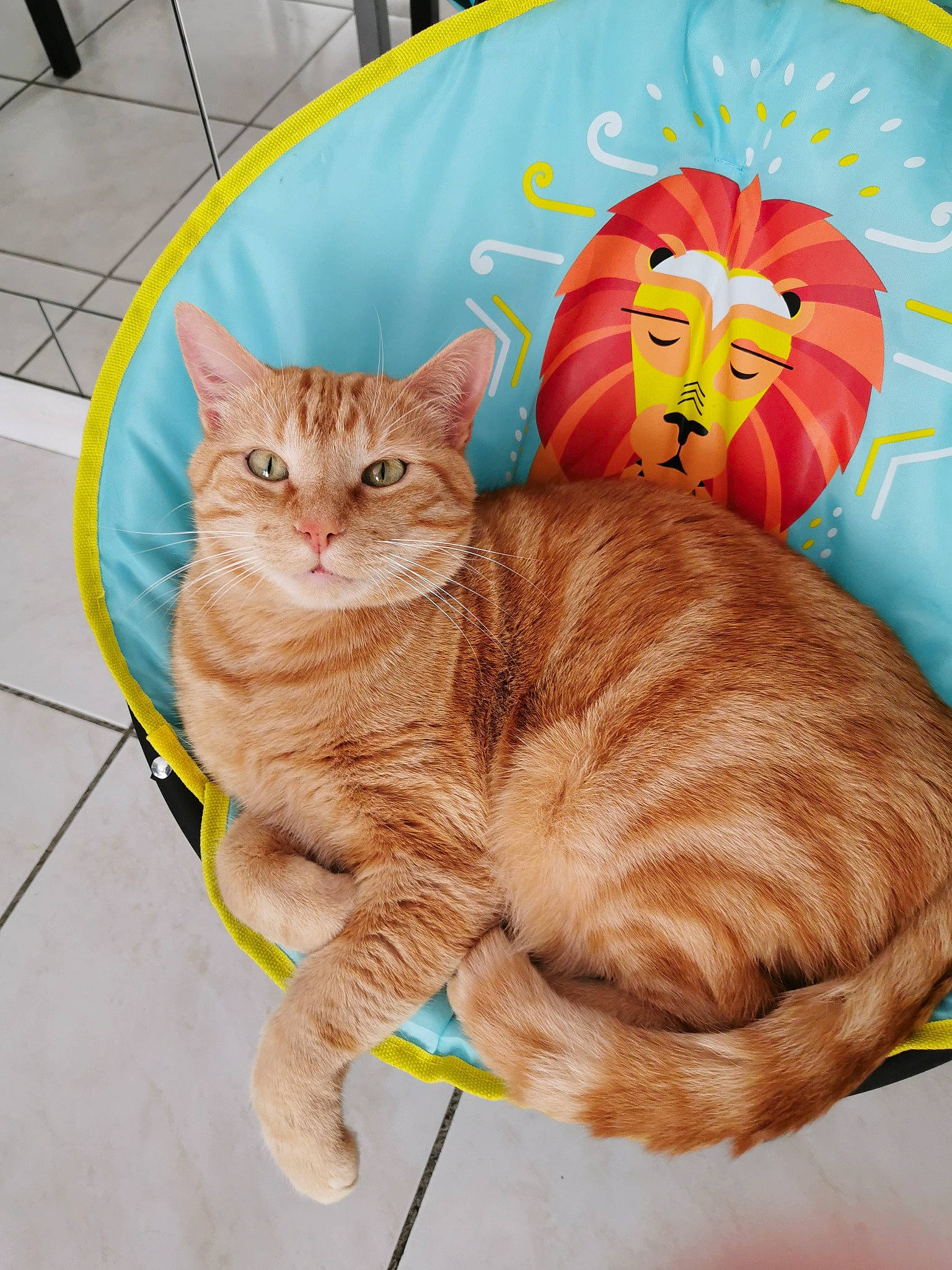 Cacahuète participe au concours pour gagner de l'argent avec cette photo : american_shorthair, asian, australian_mist, british_shorthair, carnivore, cat, domestic_short_haired_cat, european_shorthair, fawn, felidae, kitten, ocicat, small_to_medium_sized_cats, tabby_cat, tail, whiskers