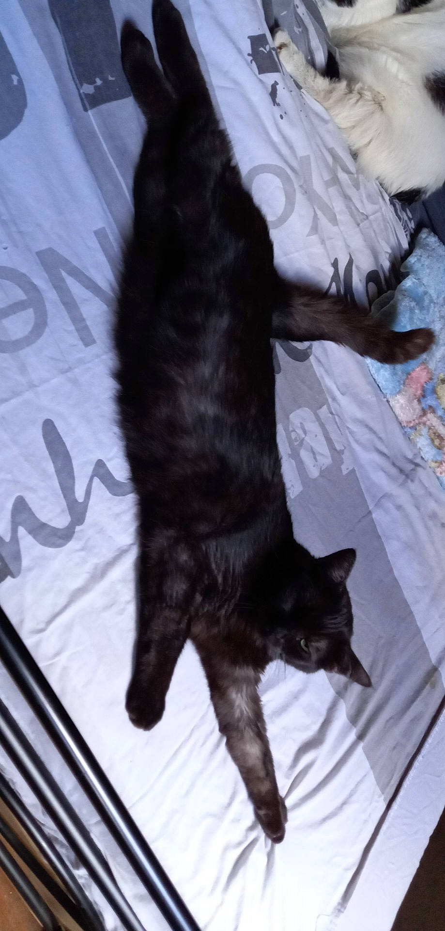 Molly a rejoint le concours — aidez-le/la à gagner de superbes lots ! black_cat, bombay, carnivore, cat, claw, comfort, dog_breed, domestic_short_haired_cat, felidae, flooring, foot, fur, paw, small_to_medium_sized_cats, snout, tail, whiskers