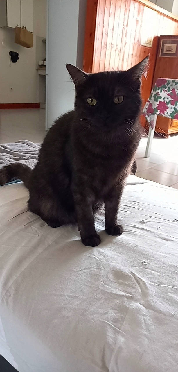 Molly a rejoint le concours — aidez-le/la à gagner de superbes lots ! black_cat, bombay, carnivore, cat, claw, comfort, domestic_short_haired_cat, felidae, flooring, fur, grey, paw, small_to_medium_sized_cats, snout, tail, terrestrial_animal, whiskers