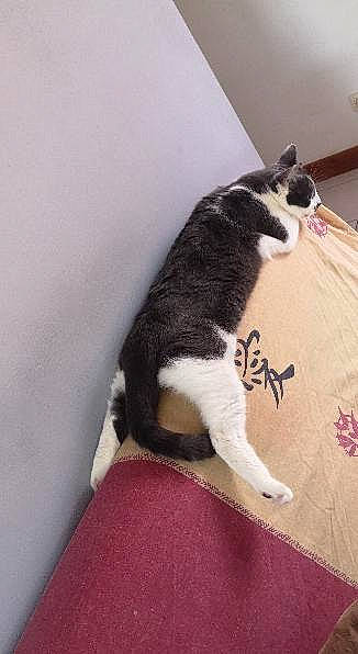 Myla participe au concours pour gagner de l'argent avec cette photo : bedding, black_cat, carmine, carnivore, cat, comfort, companion_dog, dog_breed, domestic_short_haired_cat, felidae, flooring, fur, grey, linens, nap, paw, room, small_to_medium_sized_cats, tail, whiskers