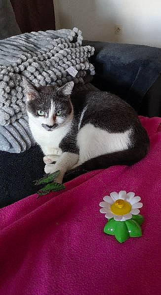 Myla participe au concours pour gagner de l'argent avec cette photo : artificial_flower, carnivore, cat, comfort, couch, domestic_short_haired_cat, eye, felidae, flower, fur, grass, linens, magenta, pattern, paw, petal, plant, small_to_medium_sized_cats, tail, whiskers