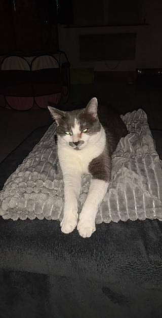 Myla participe au concours pour gagner de l'argent avec cette photo : bedding, carnivore, cat, comfort, couch, domestic_short_haired_cat, felidae, flooring, fur, furniture, grey, hardwood, linens, paw, small_to_medium_sized_cats, snout, table, tail, whiskers, wood