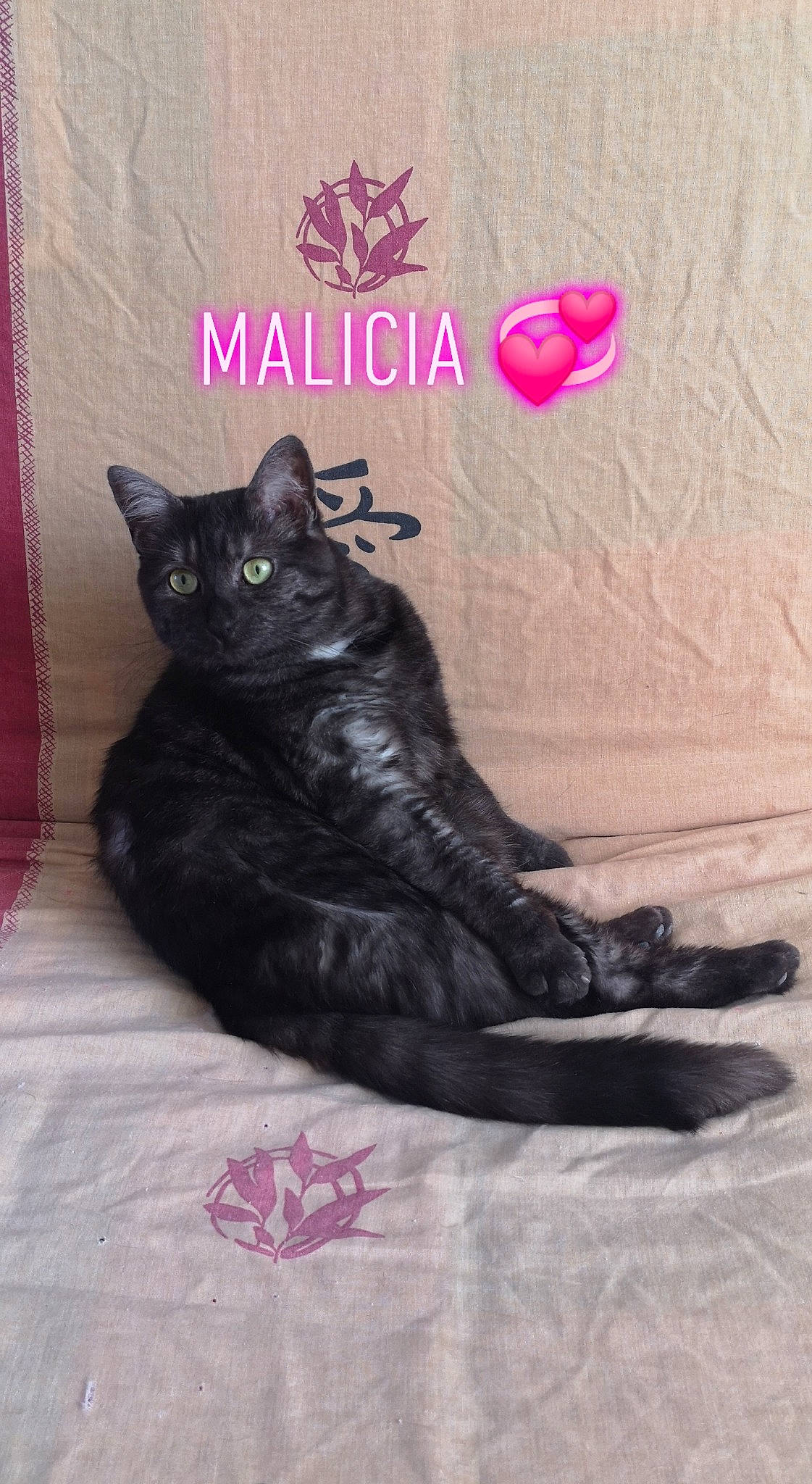 Malicia a rejoint le concours — aidez-le/la à gagner de superbes lots ! art, black_cat, bombay, carmine, carnivore, cat, claw, comfort, domestic_short_haired_cat, felidae, font, fur, magenta, paw, photo_caption, sitting, small_to_medium_sized_cats, tail, terrestrial_animal, whiskers
