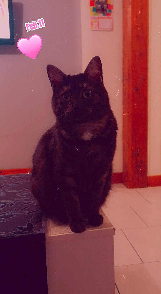 Malicia a rejoint le concours — aidez-le/la à gagner de superbes lots ! black_cat, bombay, carnivore, cat, domestic_short_haired_cat, door, eye, fawn, felidae, floor, flooring, fur, magenta, room, small_to_medium_sized_cats, snout, tail, terrestrial_animal, whiskers, wood