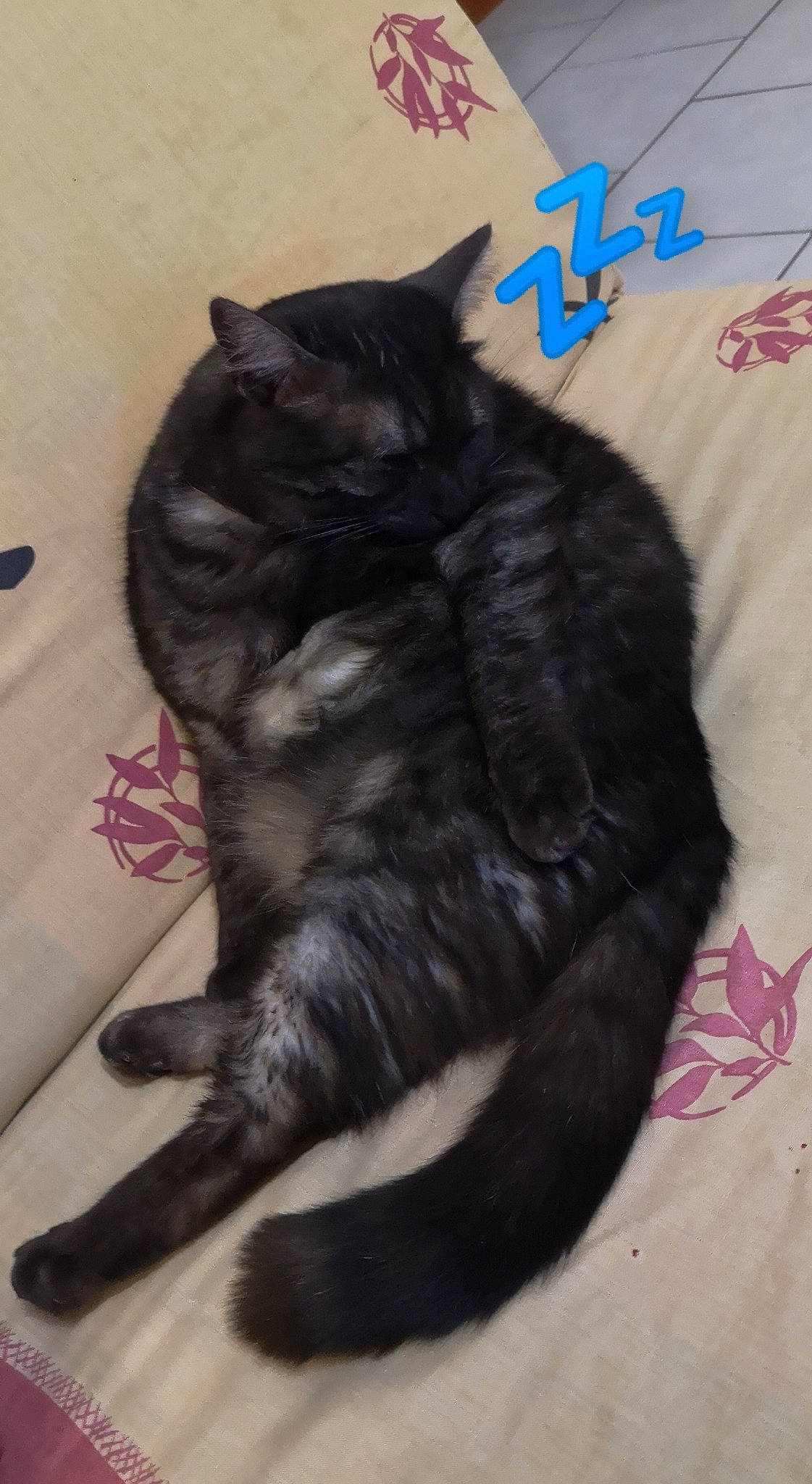 Malicia a rejoint le concours — aidez-le/la à gagner de superbes lots ! black_cat, bombay, canidae, carnivore, cat, claw, comfort, dog_breed, domestic_short_haired_cat, felidae, fur, grey, logo, paw, small_to_medium_sized_cats, snout, tail, terrestrial_animal, whiskers