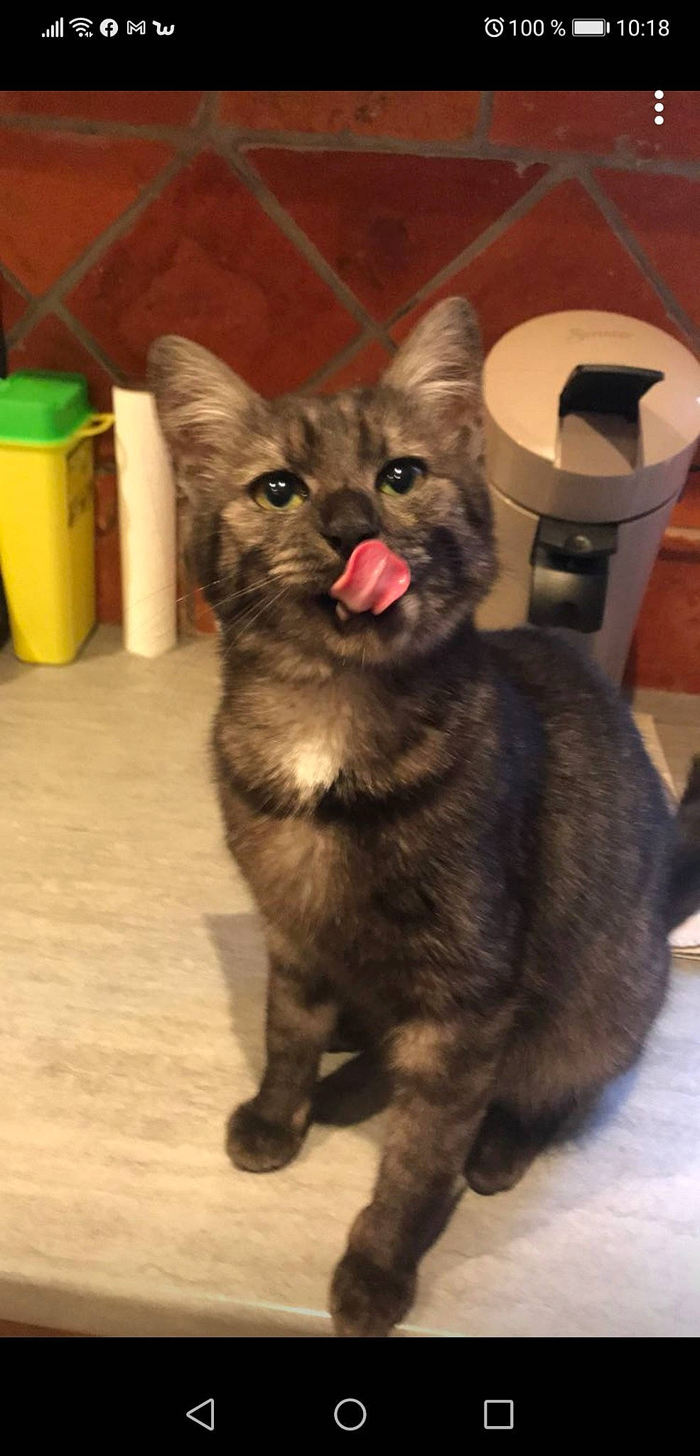 Malicia a rejoint le concours — aidez-le/la à gagner de superbes lots ! box, carnivore, cat, claw, domestic_short_haired_cat, ear, fawn, felidae, flooring, fur, paper_towel, paw, sitting, small_to_medium_sized_cats, snout, tail, terrestrial_animal, waste_container, waste_containment, whiskers