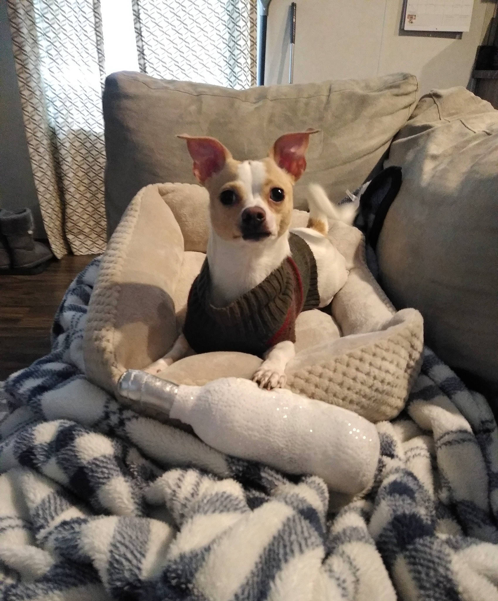 Sammy joined the competition — help win amazing prizes! carnivore, chair, chihuahua, comfort, companion_dog, couch, dog, dog_breed, dog_supply, fawn, felidae, fur, linens, room, snout, sporting_group, stuffed_toy, toy_dog, whiskers, working_animal