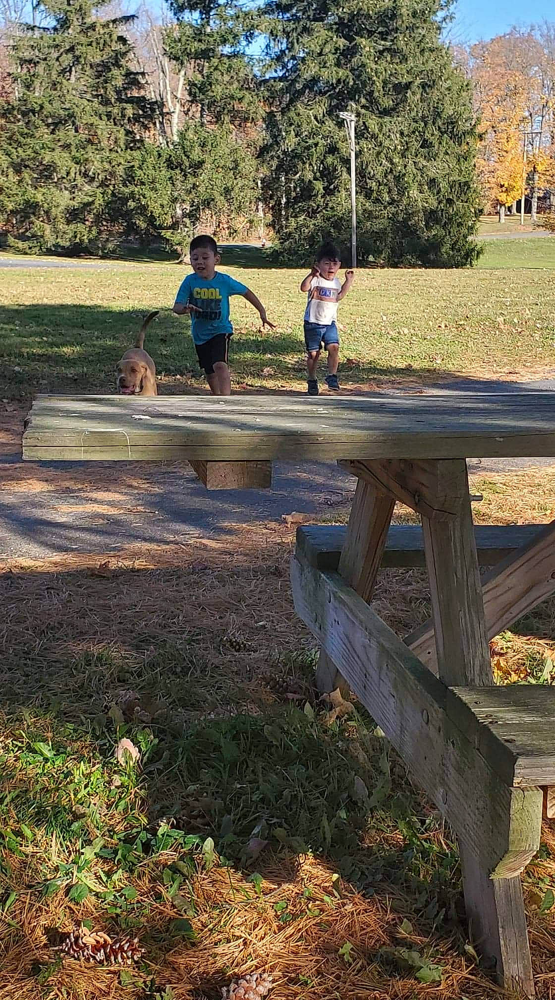 Enrique is registered to the contest to win money with this photo: bench, furniture, grass, landscape, leaf, leisure, outdoor_bench, outdoor_furniture, park, person, plant, play, recreation, soil, state_park, table, tree, water, wood