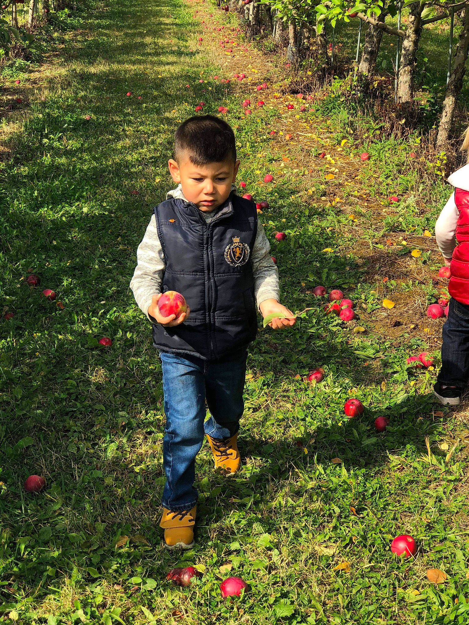 Enrique is registered to the contest to win money with this photo: autumn, botany, child, flower, garden, grass, groundcover, leaf, person, plant, plantation, play, shrub, spring, toddler, tree
