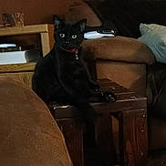 Tatertot is registered to the contest to win money with this photo: black_cat, cat, green_eyes, wooden_table, living_room, brown_couch, cushion, furniture, indoor, pet, animal, collar, relaxed, sitting, cozy, home, domestic, feline, quiet, shadow