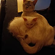 Cupper White Litning joined the competition — help win amazing prizes! cat, cats, animal, pets, feline, fur, resting, cozy, indoor, cardboard, couch, tail, ears, whiskers, sleepy, companion, cute, domestic, warm, snuggling