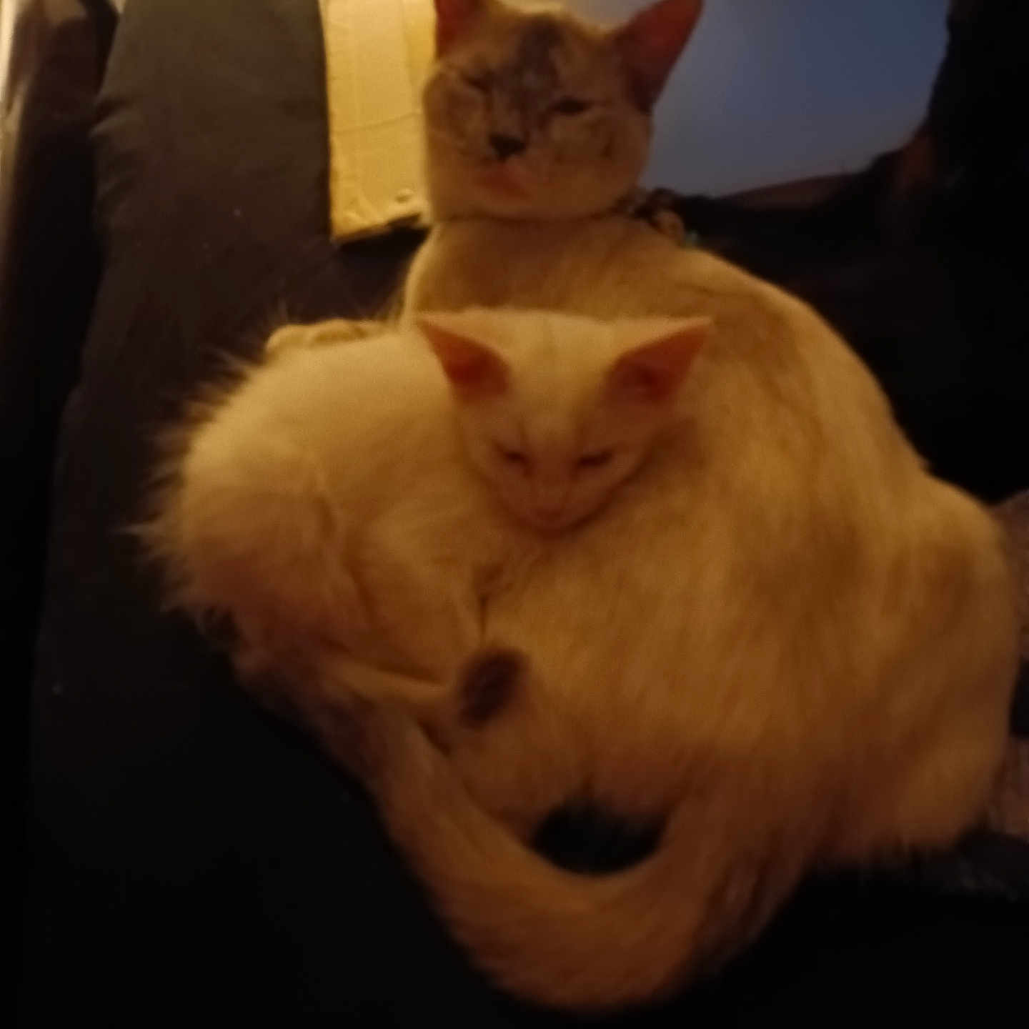 Cupper White Litning