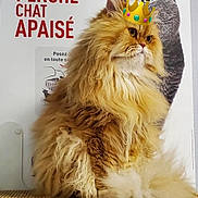 Evil a rejoint le concours — aidez-le/la à gagner de superbes lots ! cat, persian_cat, long_hair, fluffy, orange_cat, sitting, crown, royalty, pet, animal, portrait, indoors, poster, french_text, text_overlay, funny, whiskers, green_eyes, fur, carpet