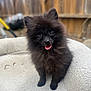 adorable, animal, black_dog, canine, companion, cute, dog, fence, fluffy, fur, happy, outdoor, pet, pet_bed, pomeranian, portrait, puppy, sitting, small_dog, tongue_out