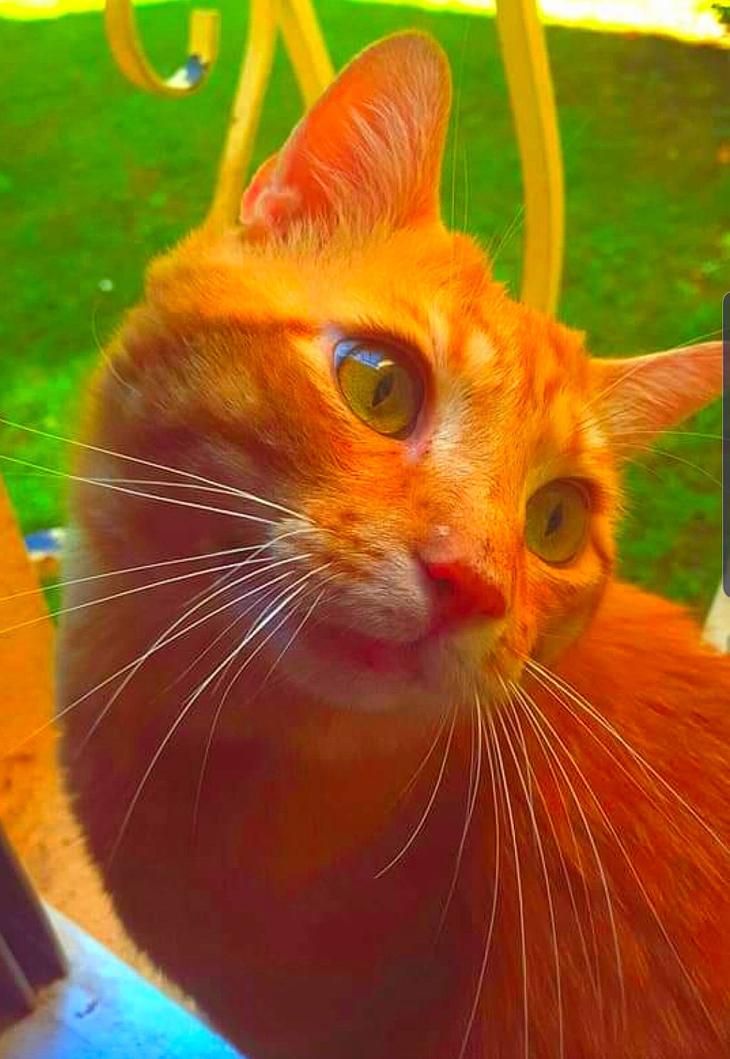 Bailey participe au concours pour gagner de l'argent avec cette photo : carnivore, cat, close_up, domestic_short_haired_cat, electric_blue, fawn, felidae, fur, grass, iris, mammal, orange, organism, pet_supply, small_to_medium_sized_cats, snout, tail, vertebrate, whiskers, window