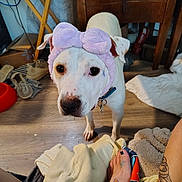 Leelu joined the competition — help win amazing prizes! accessory, animal, blanket, bow, collar, cute, dog, floor, foot, furniture, home, indoor, looking_up, pet, purple_headband, relaxed, shoes, tattoo, white_dog, wooden_floor