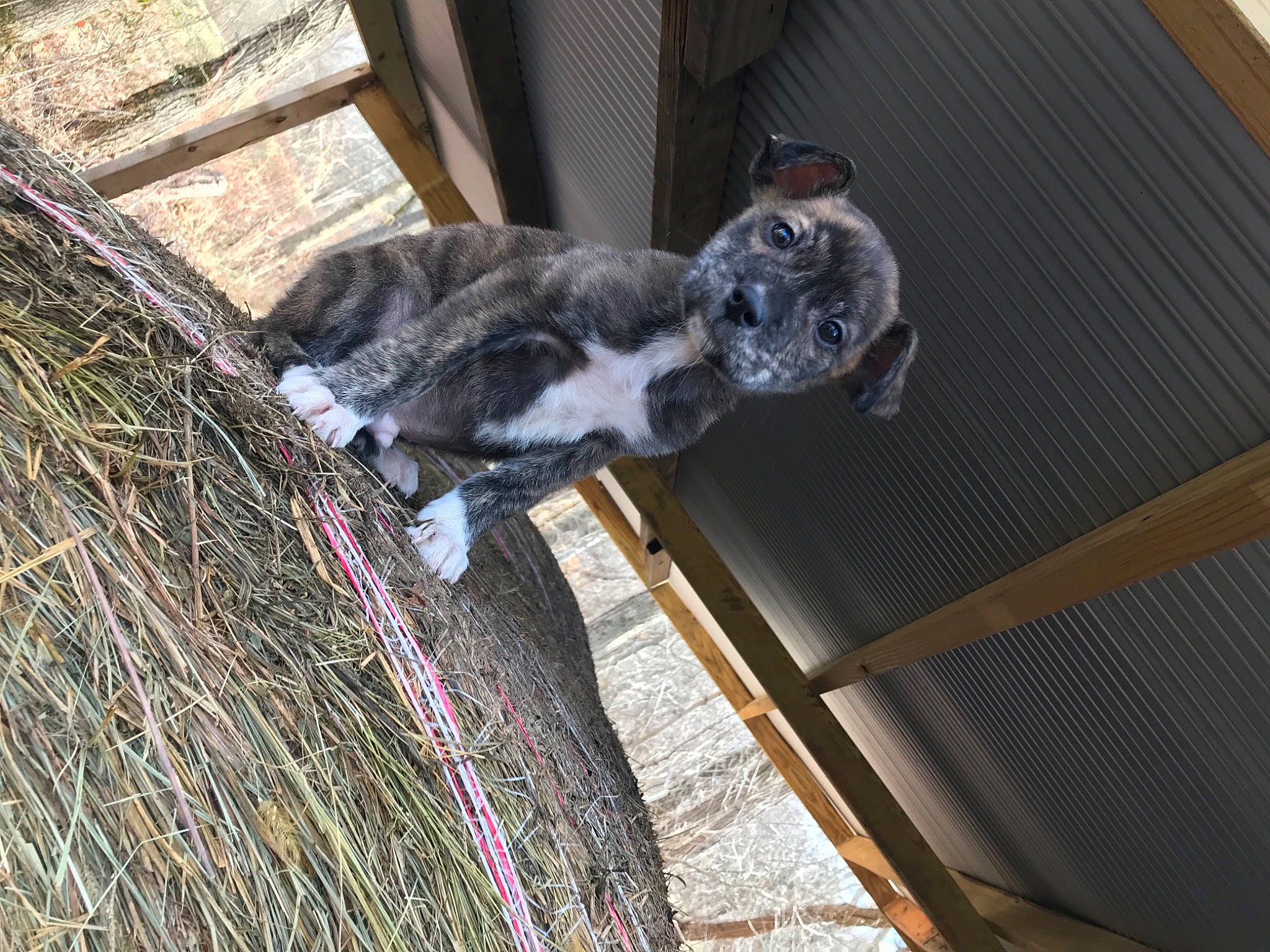 Hank is registered to the contest to win money with this photo: carnivore, cat, collar, domestic_short_haired_cat, felidae, fur, mesh, paw, small_to_medium_sized_cats, snout, tail, terrestrial_animal, vertebrate, whiskers