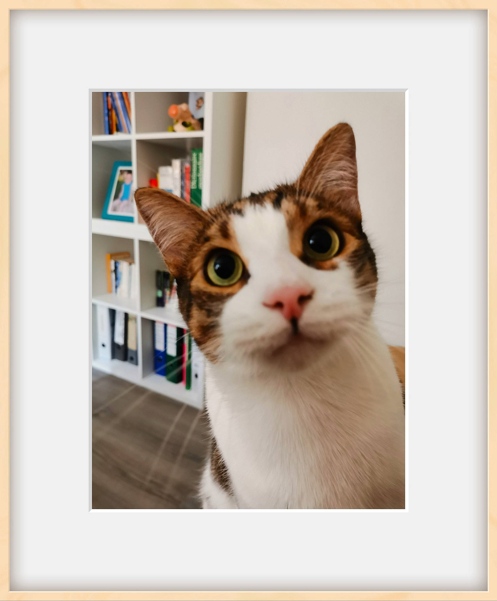 Jean Claude a rejoint le concours — aidez-le/la à gagner de superbes lots ! art, carnivore, cat, collar, domestic_short_haired_cat, fawn, felidae, fur, internet_meme, iris, paw, photo_caption, picture_frame, rectangle, shelf, shelving, small_to_medium_sized_cats, snout, whiskers, window