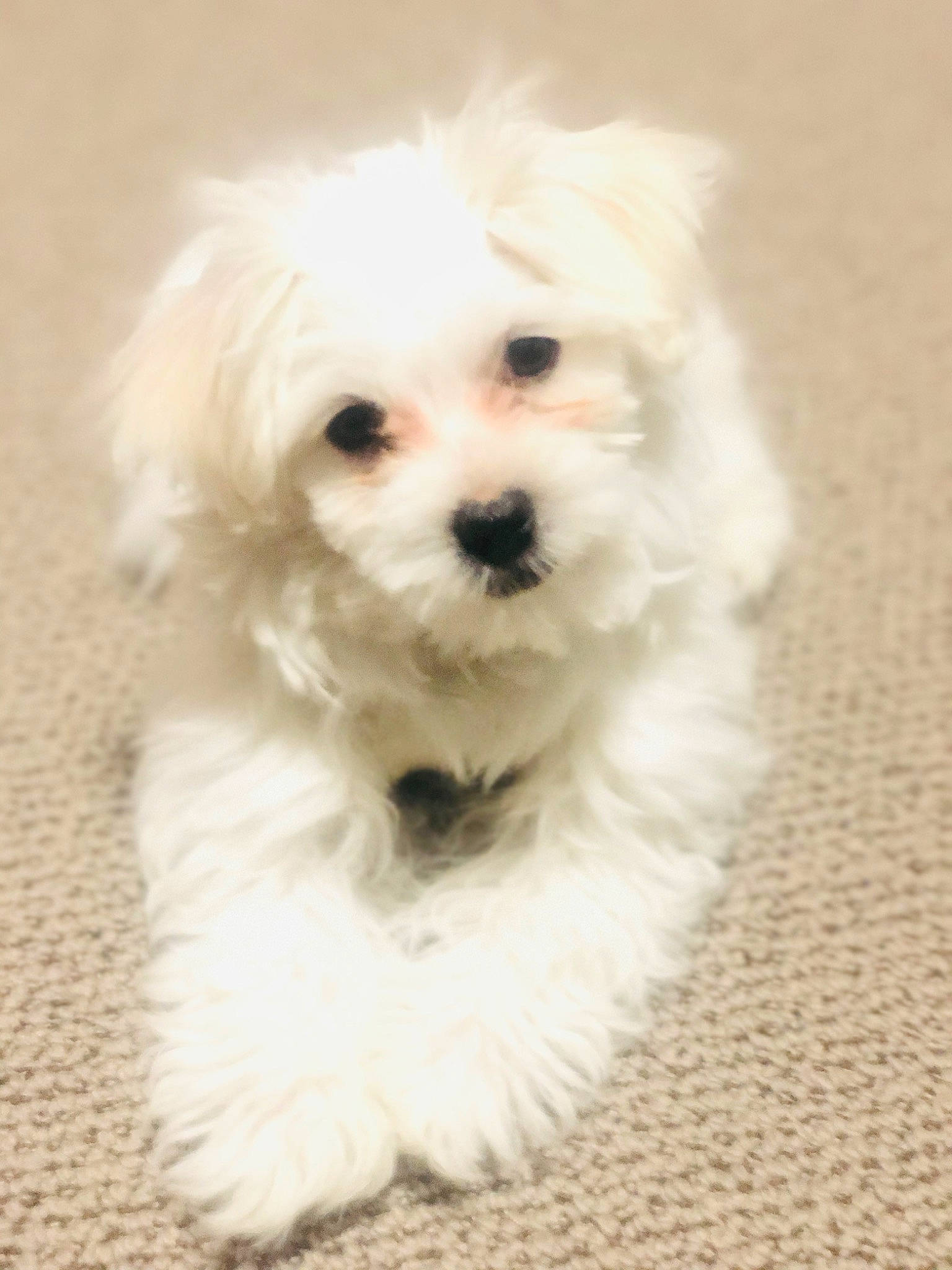 Doodle Thakar joined the competition — help win amazing prizes! canidae, carnivore, companion_dog, dog, dog_breed, firefighter, fur, mal_shi, maltepoo, non_sporting_group, plant, shih_poo, small_terrier, snout, sporting_group, toy_dog, water_dog, working_animal