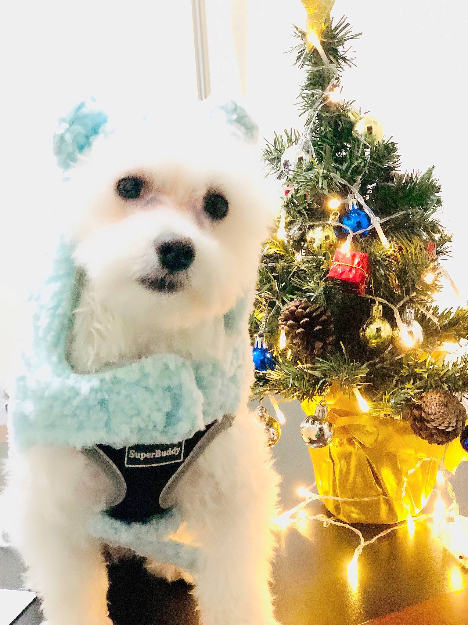 Doodle Thakar is registered to the contest to win money with this photo: carnivore, christmas, christmas_decoration, christmas_ornament, christmas_tree, collar, companion_dog, conifer, dog, dog_breed, dog_supply, event, evergreen, holiday, holiday_ornament, ornament, plant, toy, toy_dog, working_animal