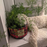 Abby a rejoint le concours — aidez-le/la à gagner de superbes lots ! cozy, curly_fur, decor, dog, fluffy, fur, furniture, greenery, home, houseplant, indoor, leaves, natural_light, pet, plant, pot, resting, white_dog, window, windowsill