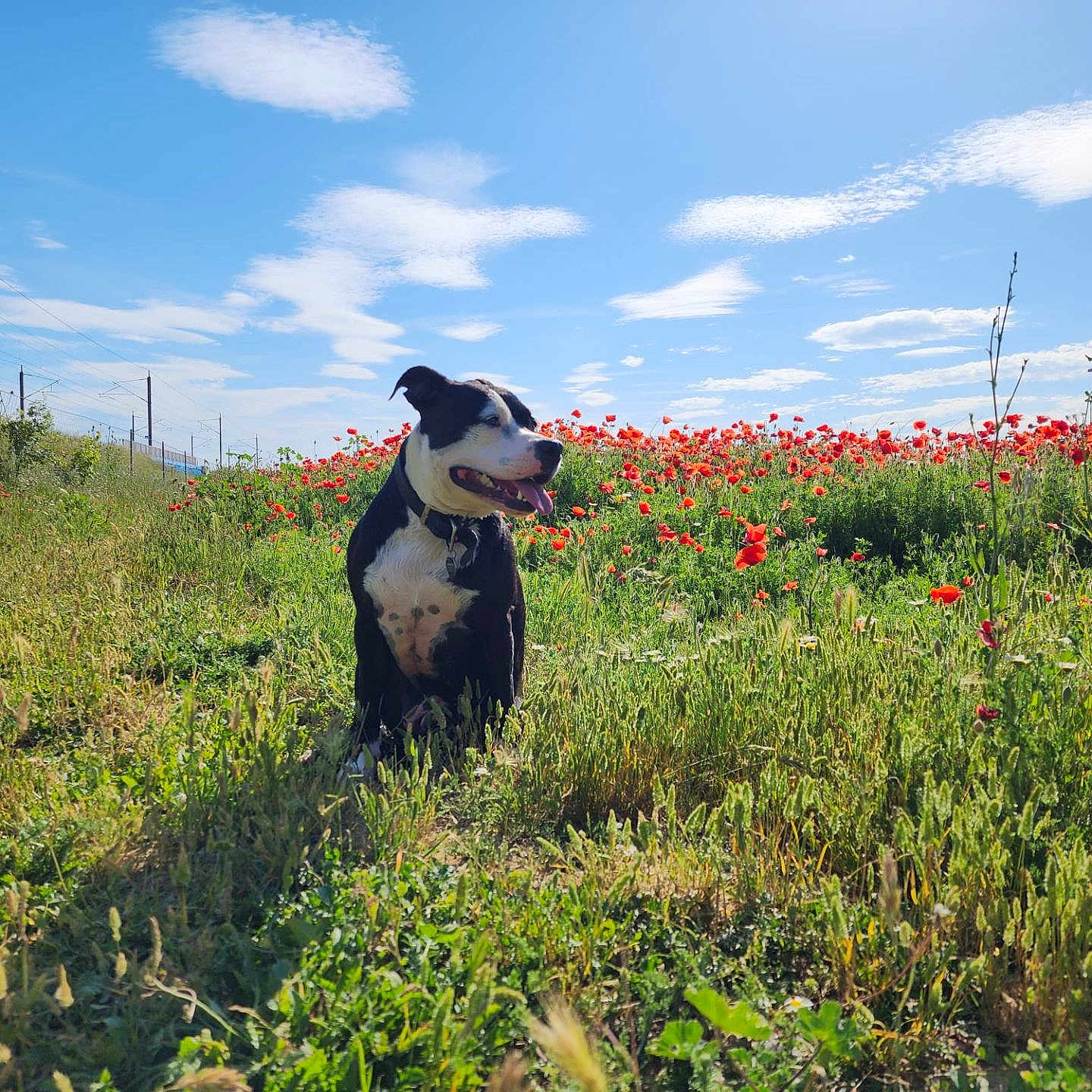 Idunn participe au concours pour gagner de l'argent avec cette photo : animal, black_and_white, blue_sky, canine, clouds, collar, dog, field, flowers, grass, greenery, happy, nature, outdoor, pet, poppies, scenic, summer, sunny, tongue_out
