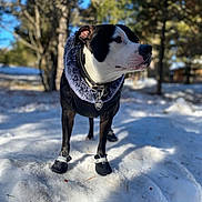 Idunn participe au concours pour gagner de l'argent avec cette photo : black_and_white_dog, bokeh, cold, collar, cute, dog, dog_boots, dog_tag, forest, outdoor, paws, pet, portrait, shadow, shallow_depth_of_field, snow, standing, sunlight, trees, winter_coat