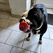 Idunn a rejoint le concours — aidez-le/la à gagner de superbes lots ! dog, black_dog, white_markings, indoor, tiled_floor, tongue_out, licking, pet, playful, cute, animal, canine, standing, floor, white_cream, nose, funny, close_up, domestic, companion