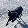 Idunn participe au concours pour gagner de l'argent avec cette photo : booties, canine, coat, cold, dog, footprints, fur, harness, jacket, leash, outdoor, pet, playful, shadow, snow, sunlight, texture, walking, white_snow, winter