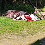 Idunn a rejoint le concours — aidez-le/la à gagner de superbes lots ! backyard, black_and_white_coat, canine, collar, dog, ear, grass, lying_down, muzzle, outdoors, pavement, pet, red_bandana, relaxed, resting, shade, sleeping, summer, sunbathing, sunlight