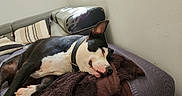 Idunn participe au concours pour gagner de l'argent avec cette photo : dog, sleeping, couch, blanket, indoor, pet, relaxing, black_and_white, collar, fur, resting, comfort, home, canine, nap, cozy, animal, domestic, furniture, quiet